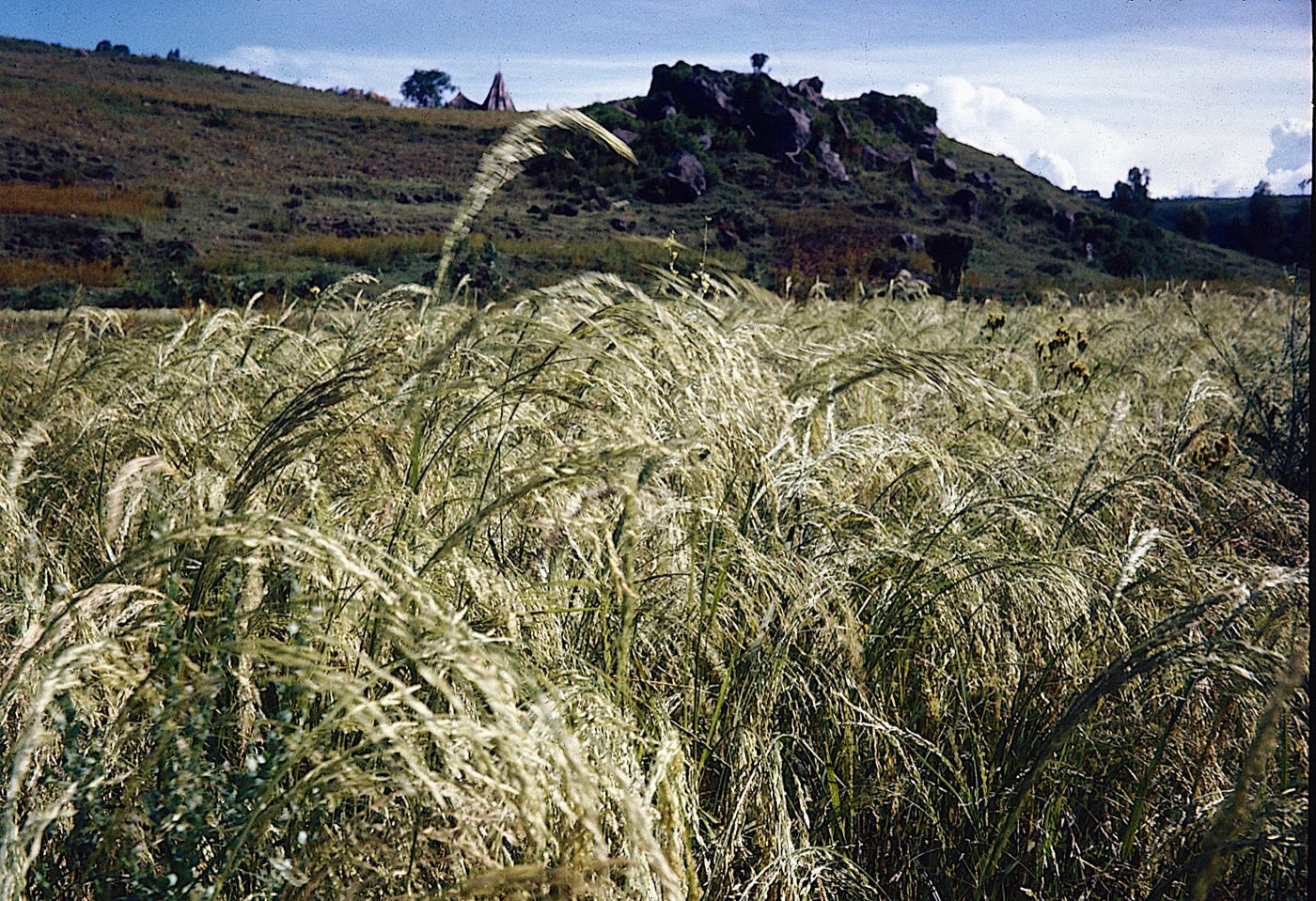A field of tef in seed, in the Ethiopian highlands
