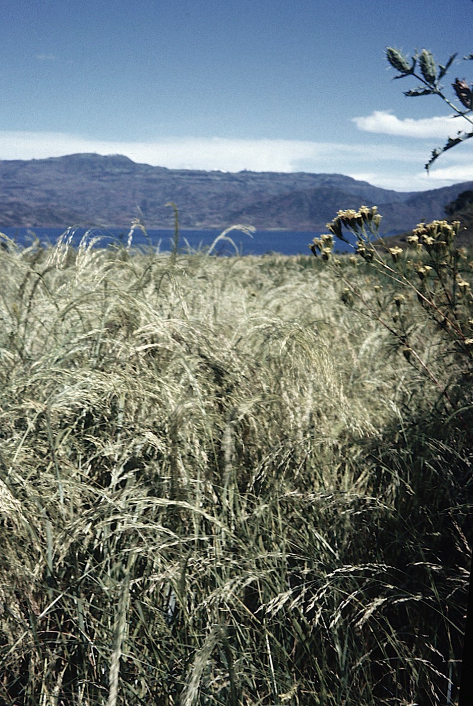 Tef ripening above a highland lake
